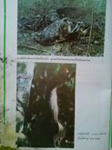 หนังสือ บันทึกลับจากทุ่งใหญ่ ตำนานการล่าสัตว์ในป่า รูปที่ 6