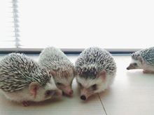 Hedgehogs and Accessories รูปที่ 5