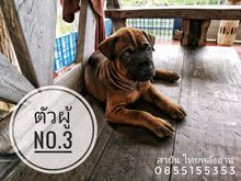 ลูกหมาไทยหลังอาน รูปที่ 1