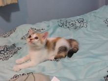ลูกแมวสก๊อตติสโฟลด์แท้ ราคาพิเศษ ขนสวยมาก เพศเมีย สามสี รูปที่ 4