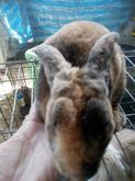 ขาย กระต่าย มินิเร็กซ์ ขนกำมะหยี่ อายุ 5 เดือน สีลายเสือ รูปที่ 2