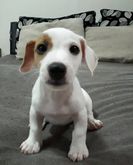 ขายแจ๊ค รัสเซล (Jack Russell terrier)  รูปที่ 1