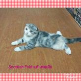 ขายลูกแมว Scottish Fold แท้ เพศเมีย 3 สีไดรูท หูพับ รูปที่ 1