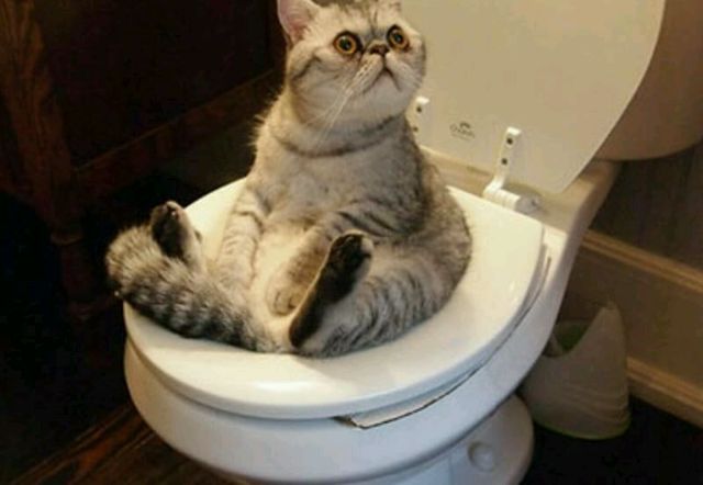 ชุดฝึกแมวเข้าห้องน้ำ.ชุดฝึกแมวนั่งถ่ายบนโถส้วม - Kaidee