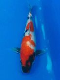 ระบายปลาคาร์ฟนอกแท้นำเข้าญี่ปุ่น รูปที่ 7