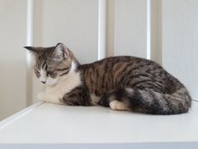 ลูกแมวสก๊อตติสโฟลด์ แท้ หูตั้ง เพศหญิง อายุ 5.5 เดือน รูปที่ 5