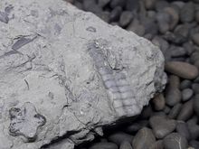 ฟอสซิล Pentacrinites ( Crinoid ) หรือ ไครนอยด์ ชนิดหนึ่งที่สูญพันธุ์ไปแล้ว บนเเผ่นหิน รูปที่ 3