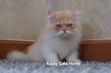 เปิดขาย พร้อมย้ายบ้าน ลูกแมวเปอร์เซีย ขาวส้ม เพศชาย อายุ 3 เดือน รูปที่ 7