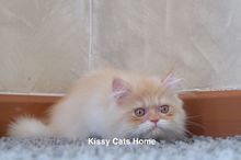 เปิดขาย พร้อมย้ายบ้าน ลูกแมวเปอร์เซีย ขาวส้ม เพศชาย อายุ 3 เดือน รูปที่ 4