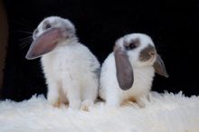 กระต่ายพันธุ์ Holland Lop รูปที่ 7