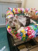 ขายลูกแมว american curl เพศเมีย วัย 3 เดือน พร้อมส่งตัวค่า รูปที่ 1