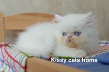 ลูกแมว Exotic lh ขนยาว สีขาว ตาสีฟ้า เพศชาย หน้าบี้ รูปที่ 1