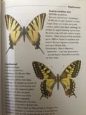 BUTTERIES AND MOTHS.  The Wildlife Trusts Guide รูปที่ 9