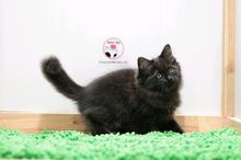 แมวเปอร์เซีย สีดำ เพศผู้ อายุ 2 เดือนครึ่ง รูปที่ 5