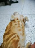 แมวพันธุ์อเมริกันช็อตแฮร์อายุ1ปีตัวอ้วนน่ารัก รูปที่ 2