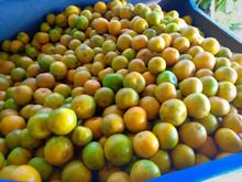 ส้มสายน้ำผึ้ง ส้มเขียวหวาน  10 กิโลกรัม 400 บาท (เฉลี่ย กิโลกรัมละ 40 บาท)​ รบกวนทักแชทก่อนสั่งนะครับ รูปที่ 3