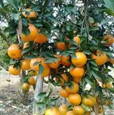 ส้มสายน้ำผึ้ง ส้มเขียวหวาน  10 กิโลกรัม 400 บาท (เฉลี่ย กิโลกรัมละ 40 บาท)​ รบกวนทักแชทก่อนสั่งนะครับ รูปที่ 1