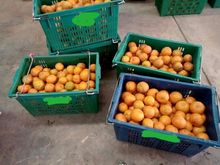 ส้มสายน้ำผึ้ง ส้มเขียวหวาน  10 กิโลกรัม 400 บาท (เฉลี่ย กิโลกรัมละ 40 บาท)​ รบกวนทักแชทก่อนสั่งนะครับ รูปที่ 6
