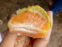ส้มสายน้ำผึ้ง ส้มเขียวหวาน  10 กิโลกรัม 400 บาท (เฉลี่ย กิโลกรัมละ 40 บาท)​ รบกวนทักแชทก่อนสั่งนะครับ รูปที่ 2