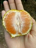 ส้มสายน้ำผึ้ง ส้มเขียวหวาน  10 กิโลกรัม 400 บาท (เฉลี่ย กิโลกรัมละ 40 บาท)​ รบกวนทักแชทก่อนสั่งนะครับ รูปที่ 7