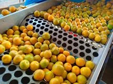 ส้มสายน้ำผึ้ง ส้มเขียวหวาน  10 กิโลกรัม 400 บาท (เฉลี่ย กิโลกรัมละ 40 บาท)​ รบกวนทักแชทก่อนสั่งนะครับ รูปที่ 5