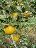 ส้มสายน้ำผึ้ง ส้มเขียวหวาน  10 กิโลกรัม 400 บาท (เฉลี่ย กิโลกรัมละ 40 บาท)​ รบกวนทักแชทก่อนสั่งนะครับ รูปที่ 8