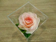 rose กุหลาบ ของขวัญ ดินญี่ปุ่น ดินไทย รูปที่ 1
