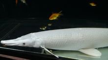 ปลาเอริเกเตอร รูปที่ 2