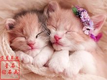 ร้าน noogningcrosstitch  ครอสติสพิมพ์ลาย จำหน่ายชุดปักครอสติส ครอสติสคริสตรัล DiamondPainting DIYง่ายๆ323 รูปที่ 9