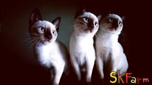 แมวมงคลไทยโบราณสายพันธุ์ไทยวิเชียรมาศ หรือ แมวสยาม Siamese Cat (จดทะเบียนพาณิชย์  รูปที่ 4