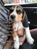บีเกิ้ล beagle รูปที่ 1
