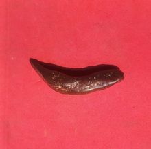 คดปลวก ขนาดความยาว 4 นิ้ว มีน้ำหนัก รูปทรงคล้ายเขี้ยว เนื้อแห้ง มันเงา สีจะออกดำ เทา แดง แข็งเป็นหิน เก่าจัด แท้ หายาก แบบนี้มีหนึ่งเดียว รูปที่ 2