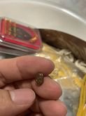 เหรียญเม็ดยา เนื้อทองแดง ปี43 ประกันแท้ รูปที่ 4