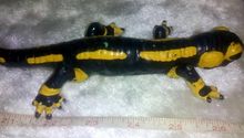 RARE Retired Bullyland Animal Fire Salamander Huge PVC Figure 9" Lizard Germany Collectible Toys Kids Children Gift รูปที่ 3