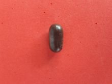 คตลูกหว้า ปิดทอง เนื้อแห้ง มันเงา สีจะออกดำ เทา แดง แข็งเป็นหิน เก่าจัด แท้ หายาก สภาพสวย พุทธคุณเน้นทางด้านเมตตามหานิยม โชค