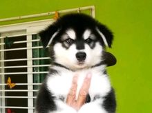 Male Alaskan puppy for sale รูปที่ 1