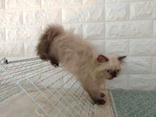 น้องแมวเปอร์เซีย สีหิมาลายัน ขนแน่น อ้วนตุ๊บพร้อมย้ายบ้าน รูปที่ 6