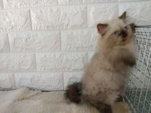 น้องแมวเปอร์เซีย สีหิมาลายัน ขนแน่น อ้วนตุ๊บพร้อมย้ายบ้าน รูปที่ 7
