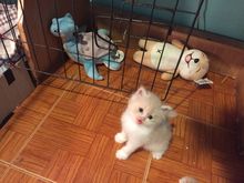 ลูกแมวเปอร์เซียสีขาวครีม รูปที่ 2