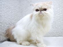 ขายแมวเปอร์เซีย สีแวนขาวครีม เพศเมีย 9 เดือน รูปที่ 3