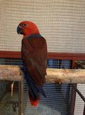 นกแก้วสีแดงเชื่องมากตัวใหญ่แข็งแรง รูปที่ 5