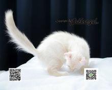 ขายลูกแมวแมวอเมิรกัน เคลอ แท้ (American Curl) เพศผู้ อายุ 2 เดือน วัคซีนแล้ว รูปที่ 2