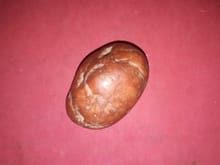 คตไม้มะค่าโมง เป็นไม้เนื้อแข็ง เนื้อไม้มีลวดลายสวยงาม เนื้อสีน้ำตาลอมแดง ขนาดใหญ่ ทรงรี มีน้ำหนัก ผิวเรียบ เป็นมัน ผิวสีหรือเนื้อนี้ออก 2 สี รูปที่ 2