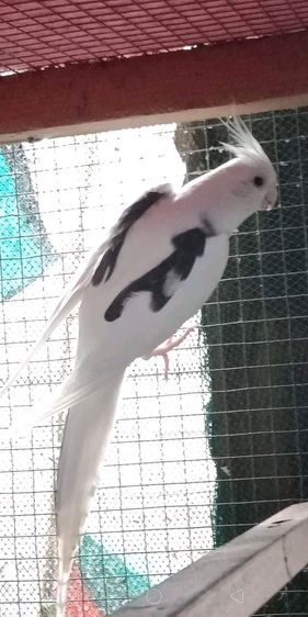 ขายนกค๊อกคาเทล รูปที่ 4