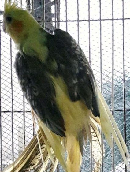 ขายนกค๊อกคาเทล รูปที่ 6