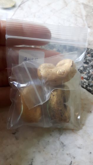 (2555) พดด้วงเก่า จำนวน 3 ชิ้น รูปที่ 6