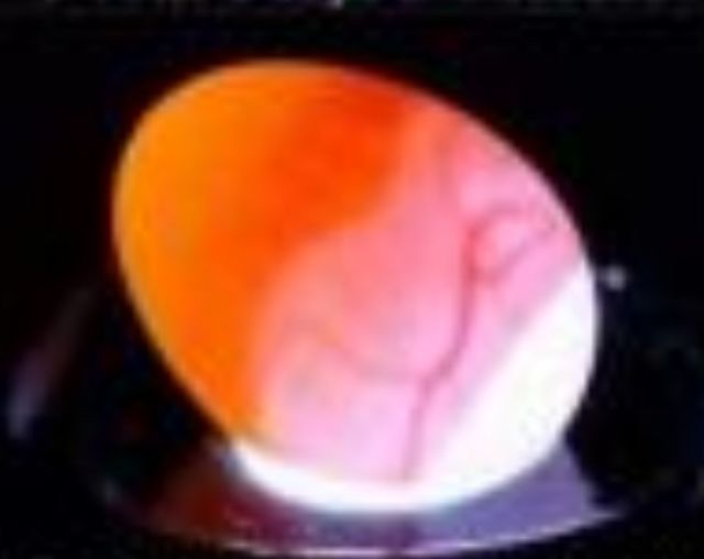 ขายไข่นกมีเชื้อทุกฟองครับ รูปที่ 5