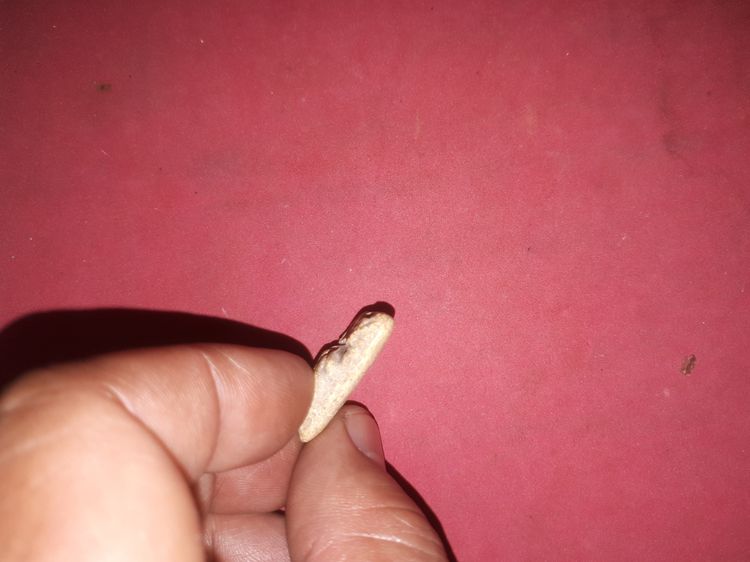 พระปิดตา หัวบานเย็น เนื้อผงว่านเกสรดอกไม้ หลวงปู่เอี่ยม วัดหนัง กทม. พระปิดตาที่เป็นพระเนื้อผง ท่านก็ได้สร้างไว้ แต่ก็มีจำนวนน้อย พระพิมพ์นี รูปที่ 5