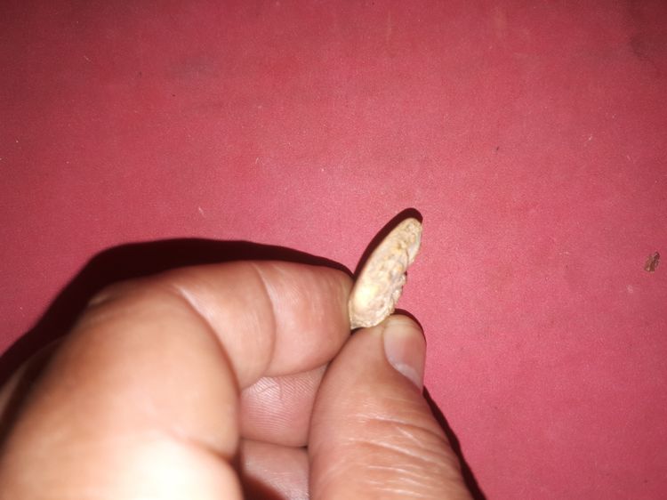 พระปิดตา หัวบานเย็น เนื้อผงว่านเกสรดอกไม้ หลวงปู่เอี่ยม วัดหนัง กทม. พระปิดตาที่เป็นพระเนื้อผง ท่านก็ได้สร้างไว้ แต่ก็มีจำนวนน้อย พระพิมพ์นี รูปที่ 4