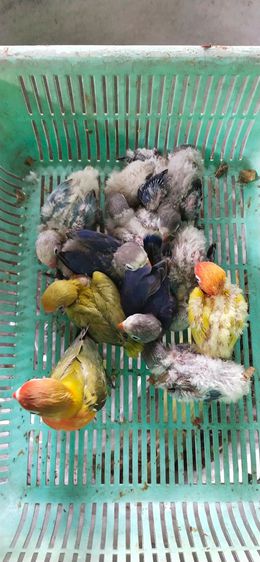 ขายลูกป้อนเลิฟเบิดร์ รูปที่ 3